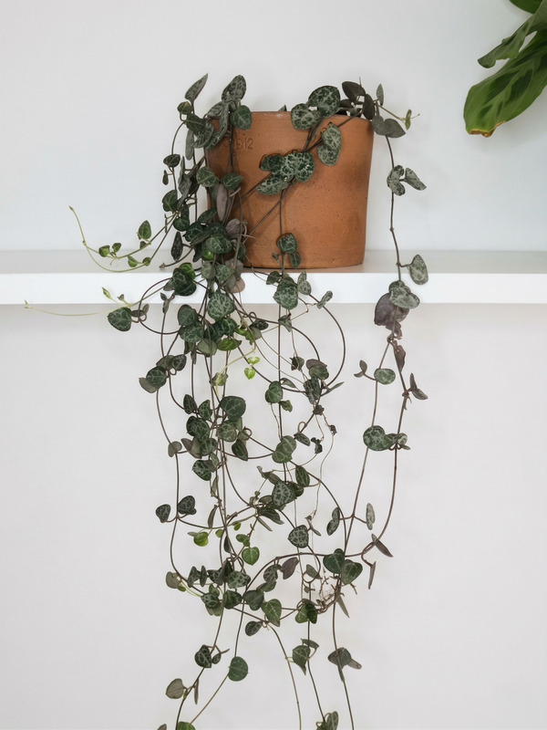 Ceropegia Woodie